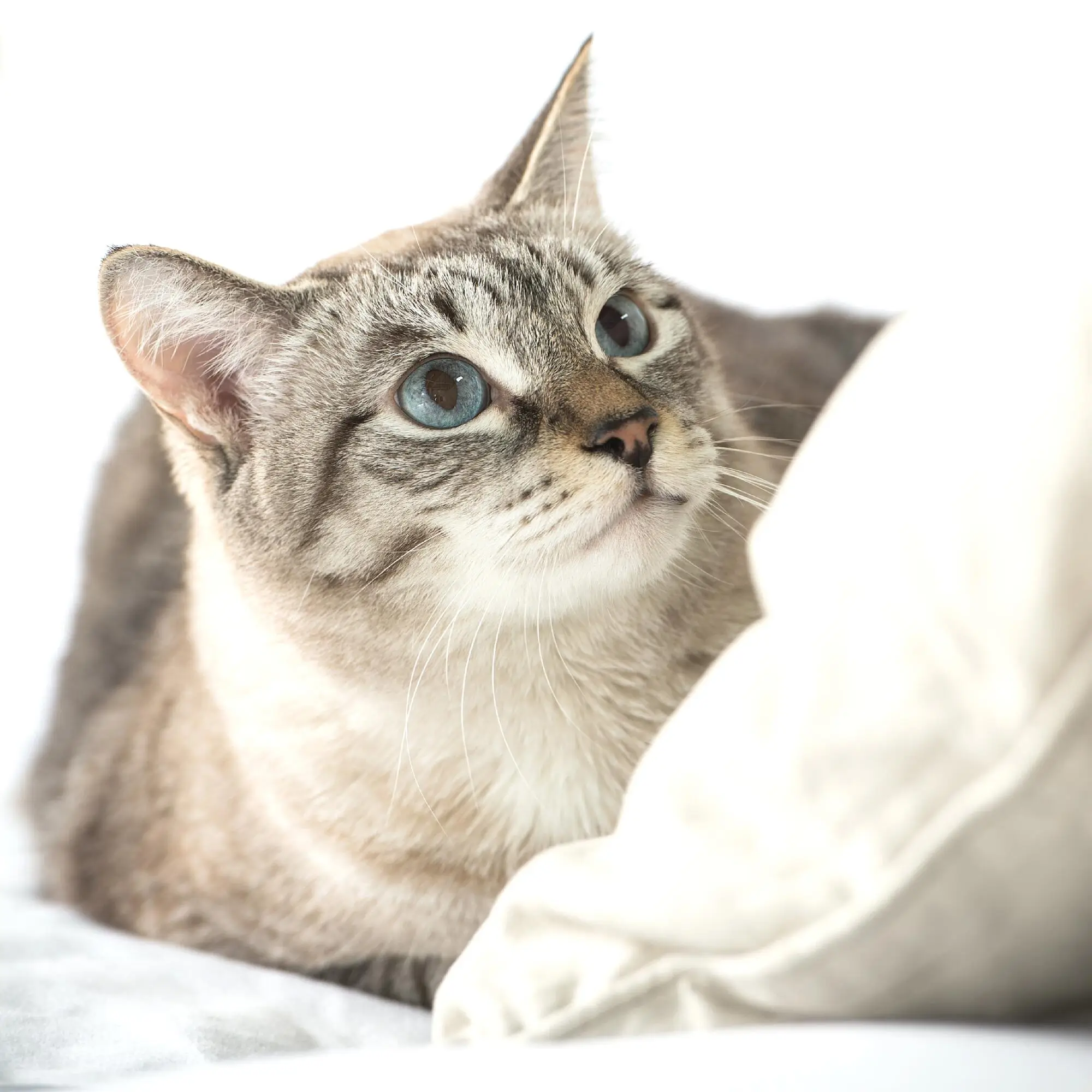 Pros and Cons of Allowing Pets in Your Rental Property
